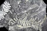 Fossil Seed Fern Plate - Pennsylvania #27203-1